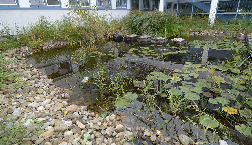 einen Teich mit Seerosen und anderen Pflanzen und vielen Steinen am Ufer