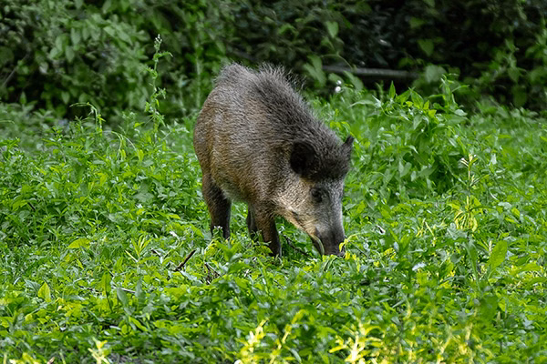 Wildschwein auf grüner Aue im Wald