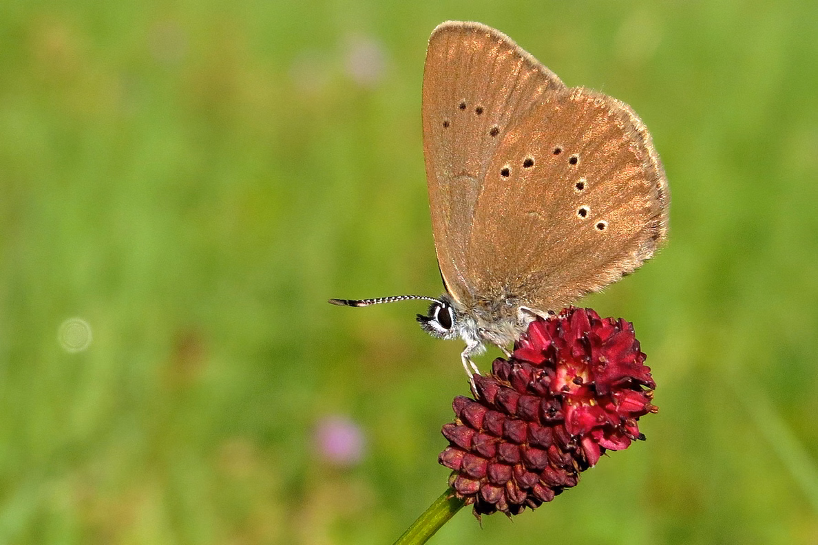 Ein Schmetterling auf einer Blume