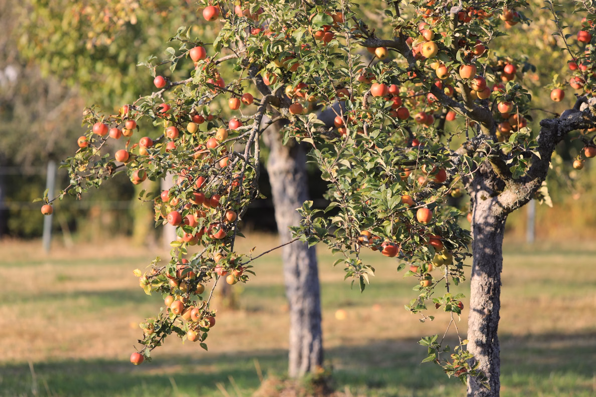Zwei Apfelbäume auf einer Streuobstwiese