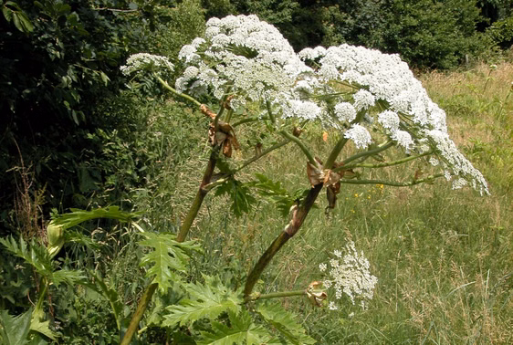 Riesenbärenklau-Pflanze im Main-Taunus-Kreis