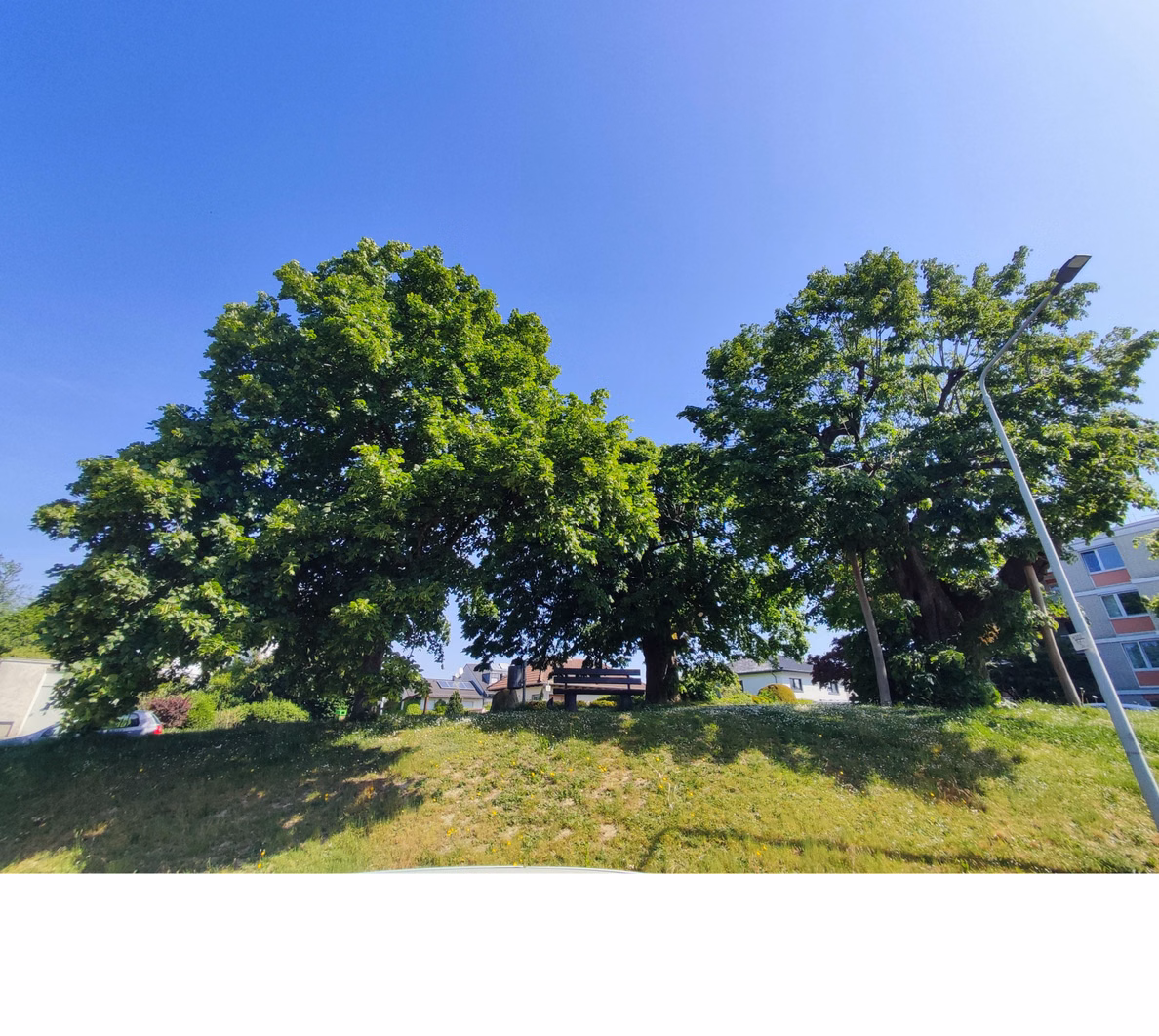 Drei Linden Bäume in Bad Soden