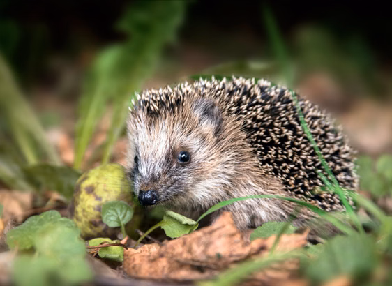 Wildtier gefunden – was tun?