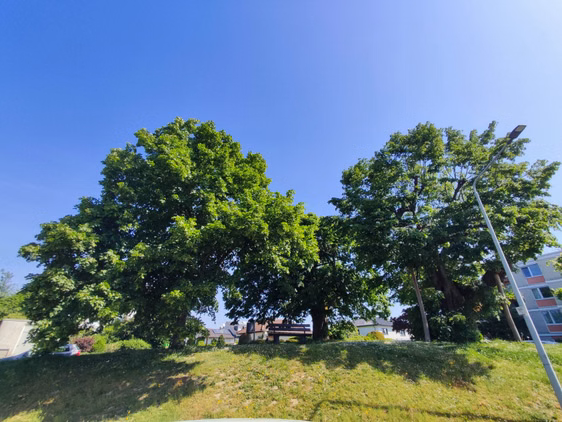 Drei Linden Baum in Bad Soden