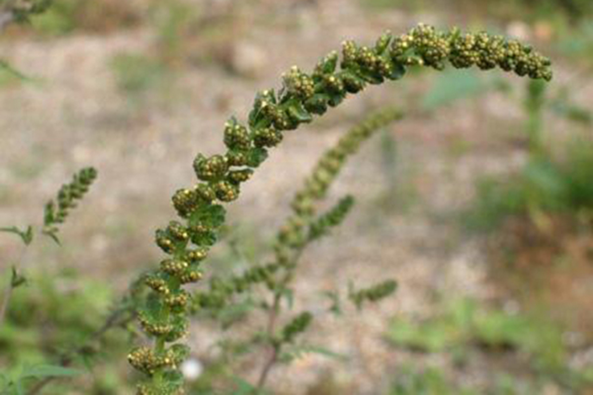MTKAmbrosie (Ambrosia artemisiifolia)
