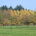 Wiesen mit Obstbäumen.