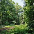 einen Waldweg umsäumt von Bäumen