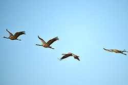 fliegende Voegel am blauen Himmel