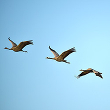 fliegende Voegel am blauen Himmel
