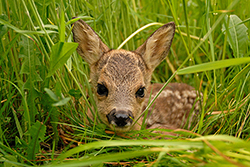 Rehkitz im Gras