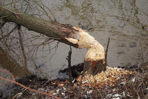 Den Stamm eines Baums, der von einem Biber gefällt wurde und ins Wasser gefallen ist.
