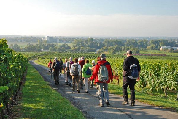 eine Gruppe Wanderer in den Weinbergen