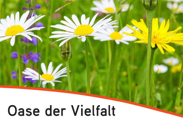 Ausschnitt der Titelseite des Flyers Oase der Artenvielfalt