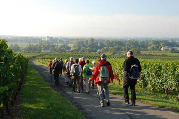 eine Gruppe Wanderer auf einem Weg zwischen Weinbergen