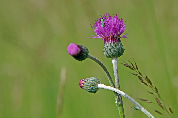 die Nahaufnahme von violetten Blüten einer Distel vor grünem Hintergrund