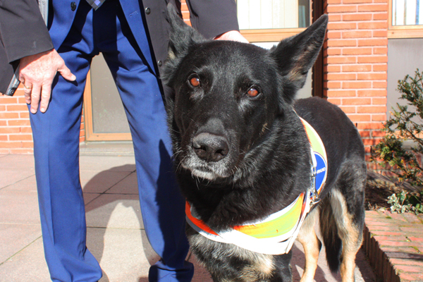 einen Schäferhund mit einem Geschirr, auf dem Begleithund steht