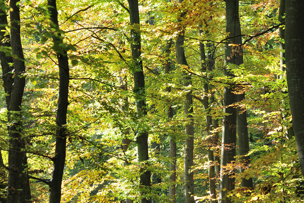 Viele Bäume mit grünen Blättern, es scheint die Sonne durch