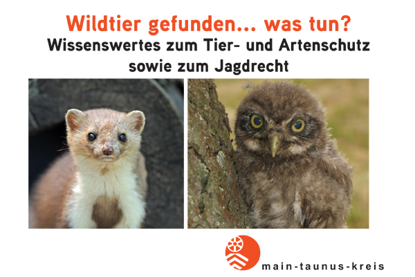 Ausschnitt der Titelseite des Faltblatts Wildtier gefunden