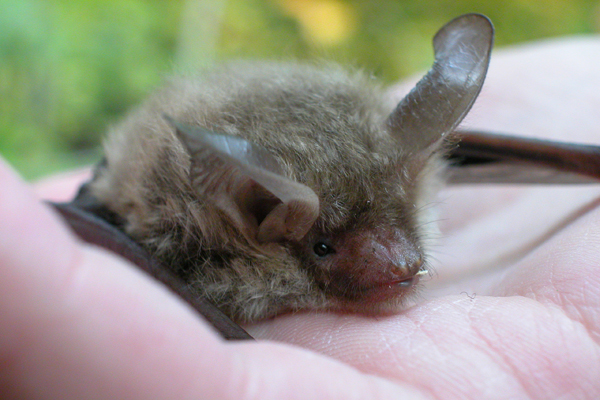 eine Hand mit einer jungen Fledermaus darin
