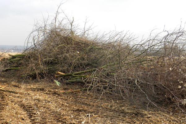 abgeholzte Äste auf einem Feld
