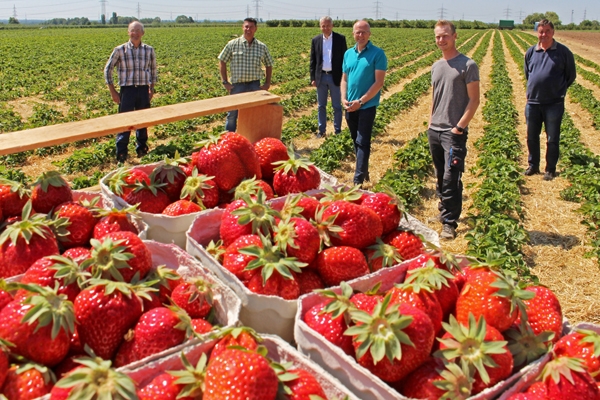 sechs Männer, die verteilt in einem Erdbeerfeld stehen; im Vordergrund einige Schalen mit Erdbeeren