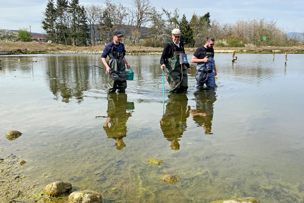 drei Männer, die in Anglerhosen mit Käschern und anderen Geräten durch einen Teich waten