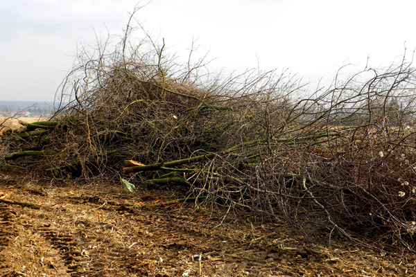 ein großen Haufen abgeschnittener Zweige auf einem Feld