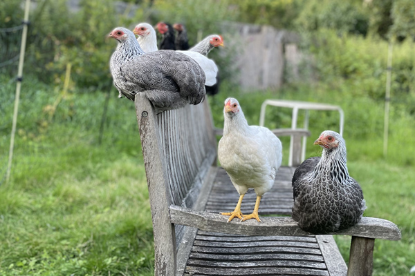einige Hühner auf einer Gartenbank im Grünen