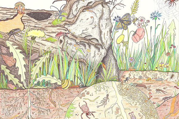 eine bunte Illustration von Waldmikroben über und unter der Erde