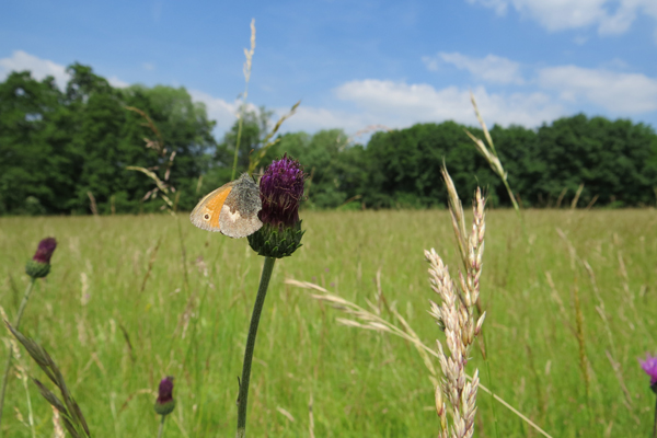 einen Schmetterling an einer Blüte, im Hintergrund eine Wiese, Bäume und blauer Himmel