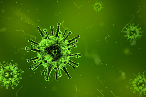 grün eingefärbte Viruszellen