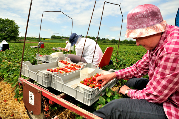 Arbeiter in einem Erdbeerfeld, die gerade frische Erdbeeren ernten.
