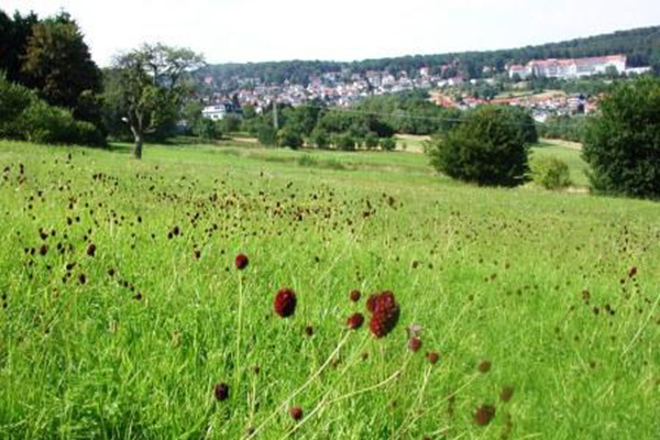 ein grünes Tal.