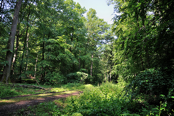  einen dicht bewachsenen Wald, durch den ein Weg führt.  