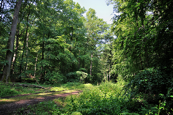 Taunus forest with a path