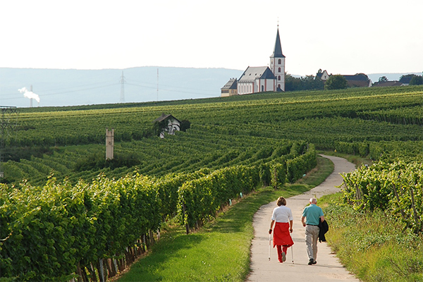 Wanderer in Weinbergen, im Hintergrund eine Kirche.