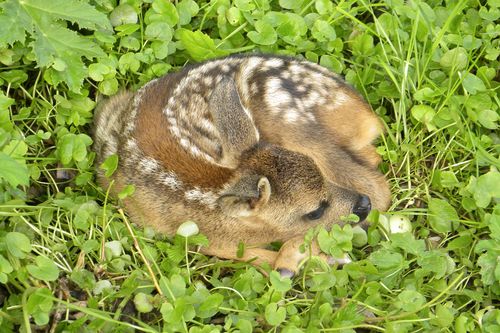Rehkitz liegt im Gras
