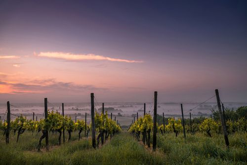 Weinberge im Nebel
