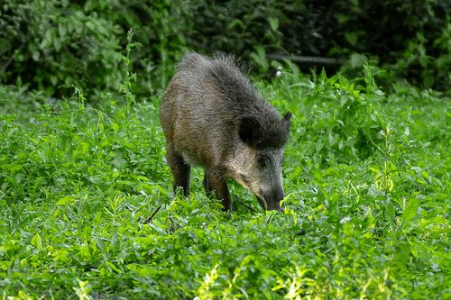 ein Wildschwein im Grünen
