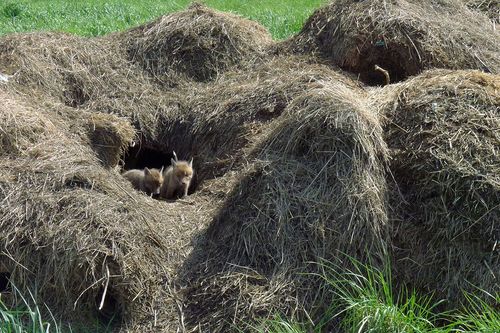 Zwei junge Füchse in einem Bau in Flörsheim-Wicker
