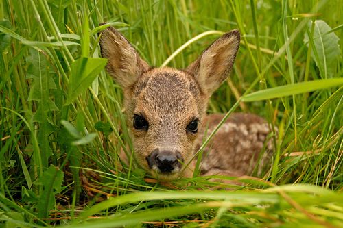 Rehkitz im Gras
