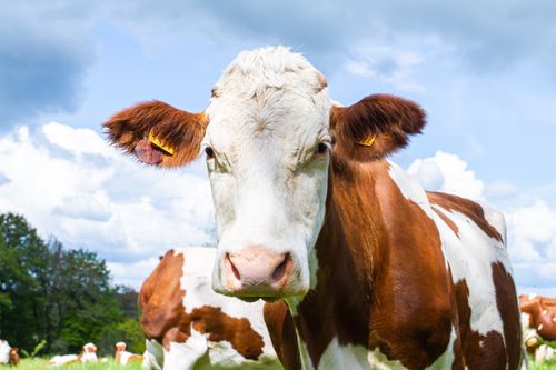 Eine braun-gemusterte Kuh auf einer Wiese