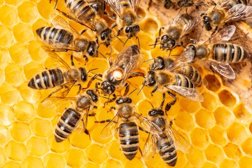 Mehrere Bienen