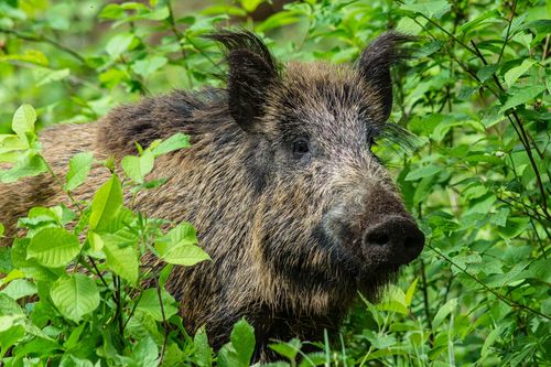 Afrikanische Schweinepest