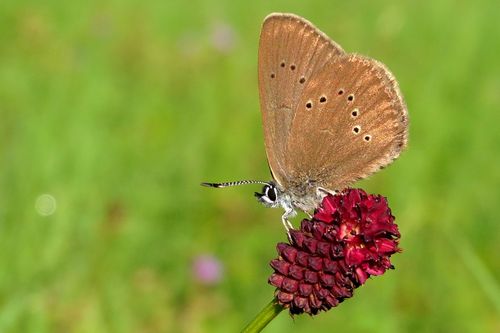 Ein Schmetterling auf einer Blume