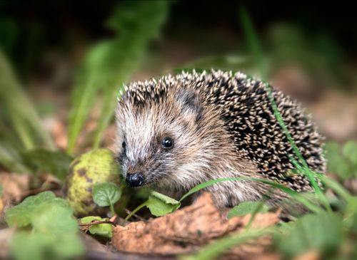 Wildtier gefunden – was tun?