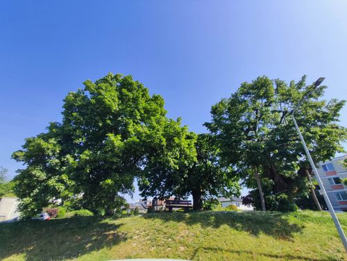 Drei Linden Baum in Bad Soden