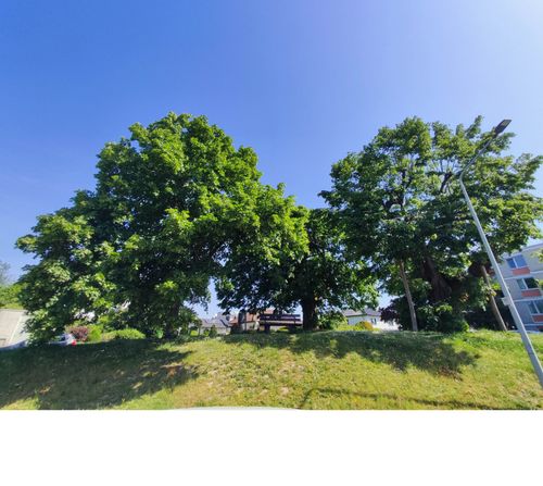 Drei Linden Bäume in Bad Soden
