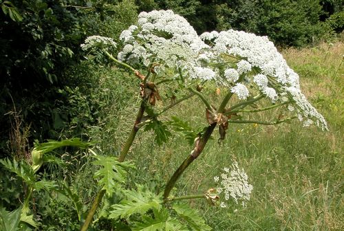 Riesenbärenklau-Pflanze im Main-Taunus-Kreis