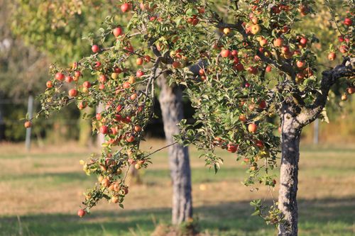 Zwei Apfelbäume auf einer Streuobstwiese